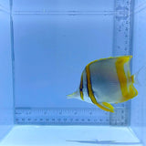 Marginalis Butterfly Fish