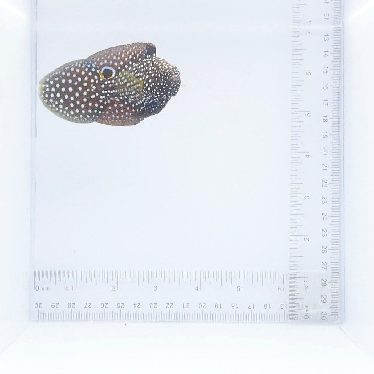 Marine Betta Fish