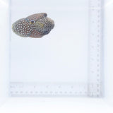 Marine Betta Fish