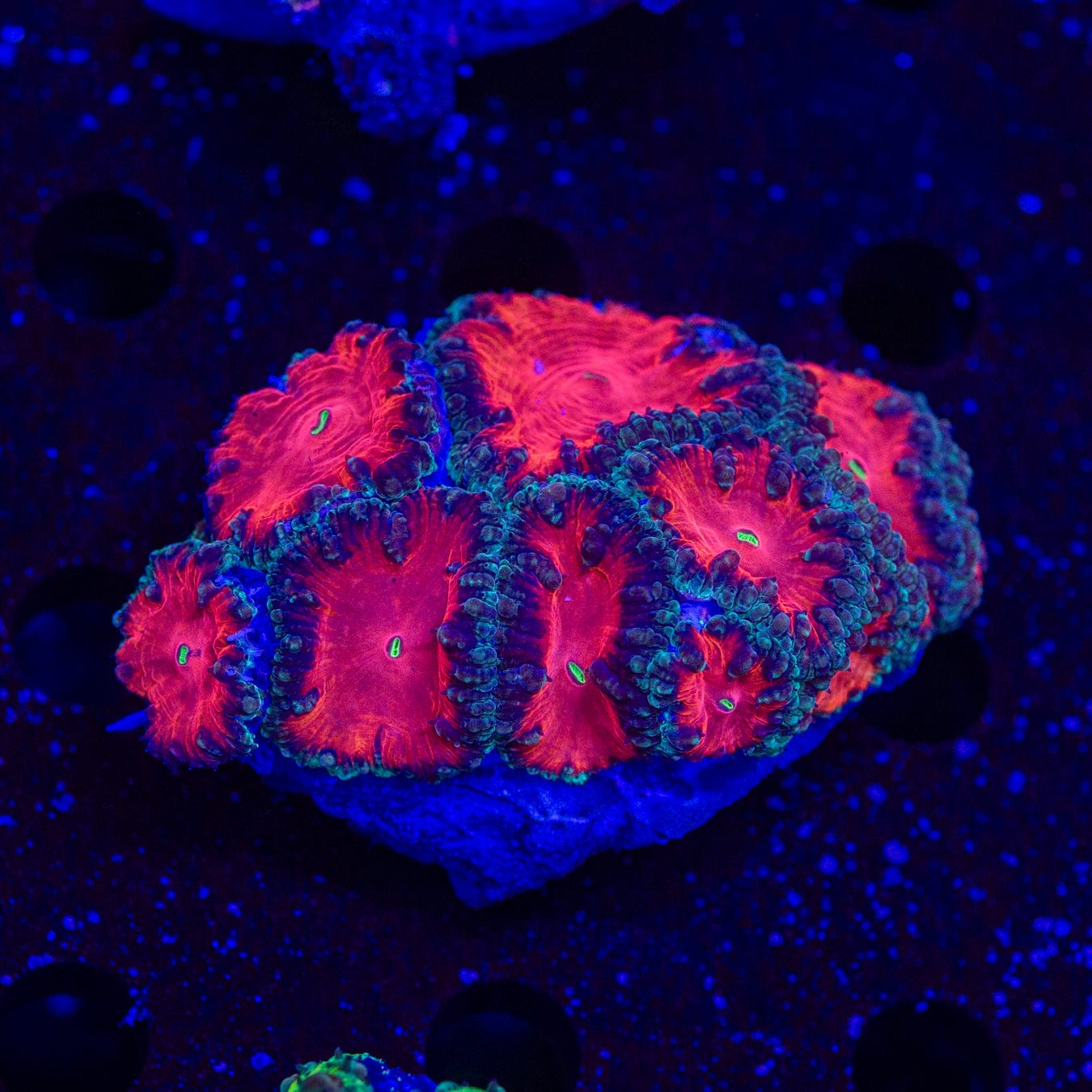 Mars Attacks Blastomussa