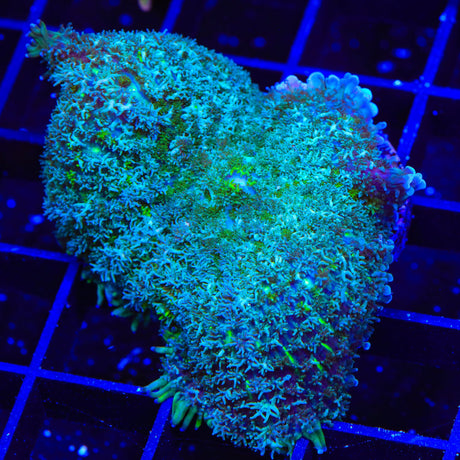 Marsh Persian Rug Mushroom XL Frag Coral