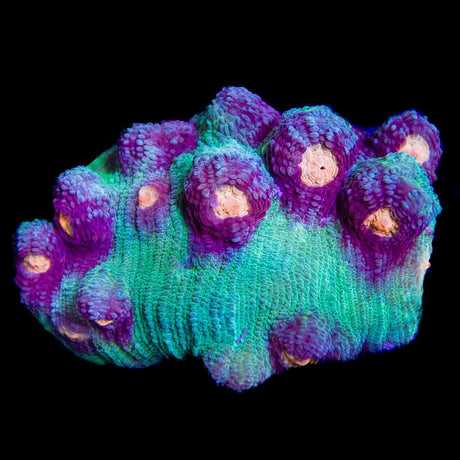 Marvin the Dog Chalice Coral