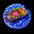 Marvin the Martian Zoanthids Coral