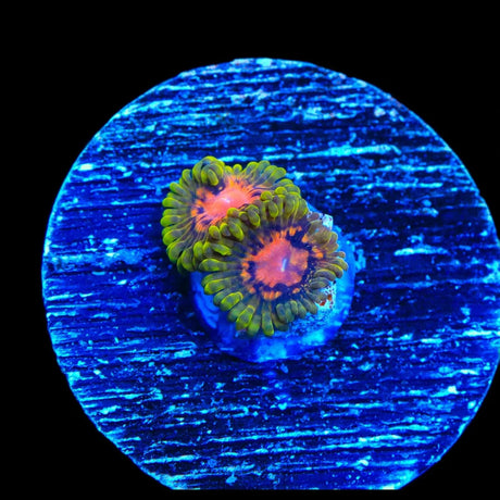 Marvin the Martian Zoanthids Coral