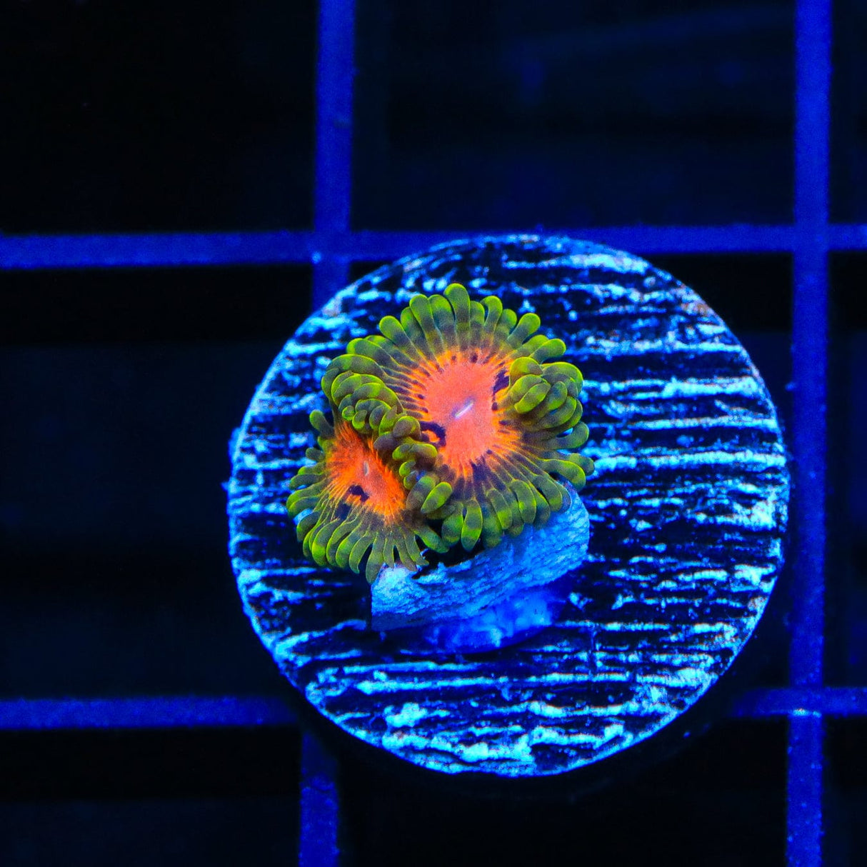 Marvin the Martian Zoanthids Coral