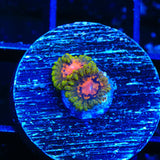 Marvin the Martian Zoanthids Coral