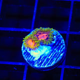 Marvin the Martian Zoanthids Coral