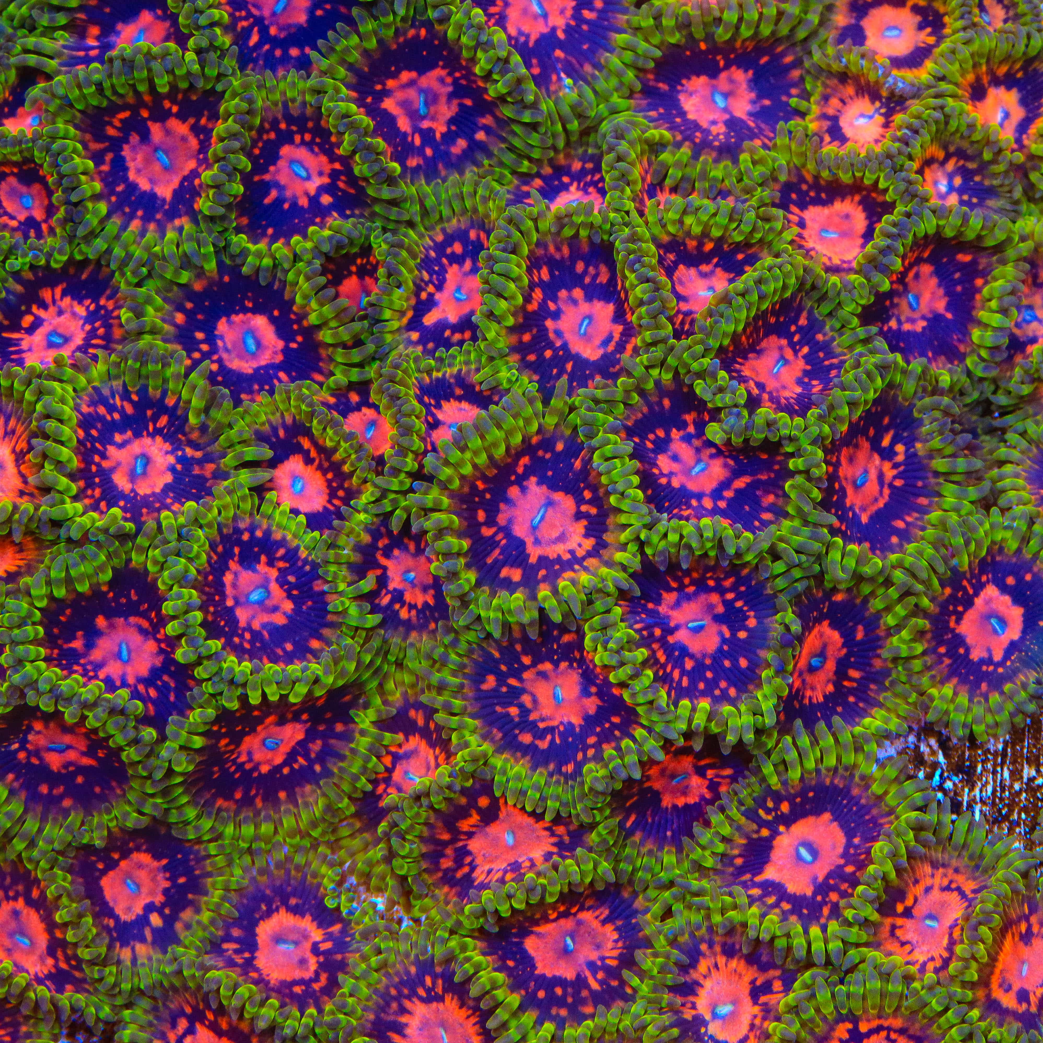 Marvin the Martian Zoanthids Coral – Top Shelf Aquatics Marvin the Martian Zoanthids Coral – Top Shelf Aquatics