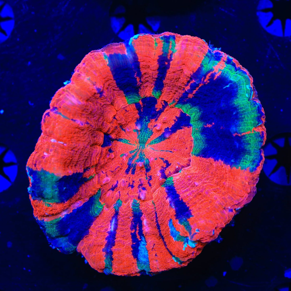 Master Scolymia Coral
