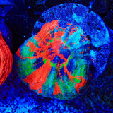 Master Scolymia Coral