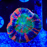 Master Scolymia Coral