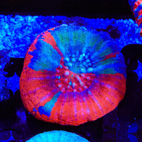 Master Scolymia Coral