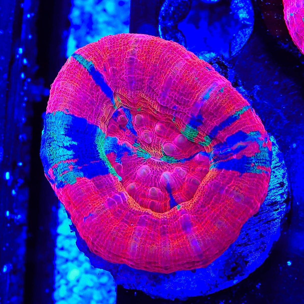 Master Scolymia Coral