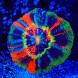 Master Scolymia Coral