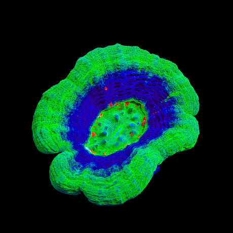 Master UFO Scolymia Colony Coral