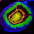 Master UFO Scolymia Coral