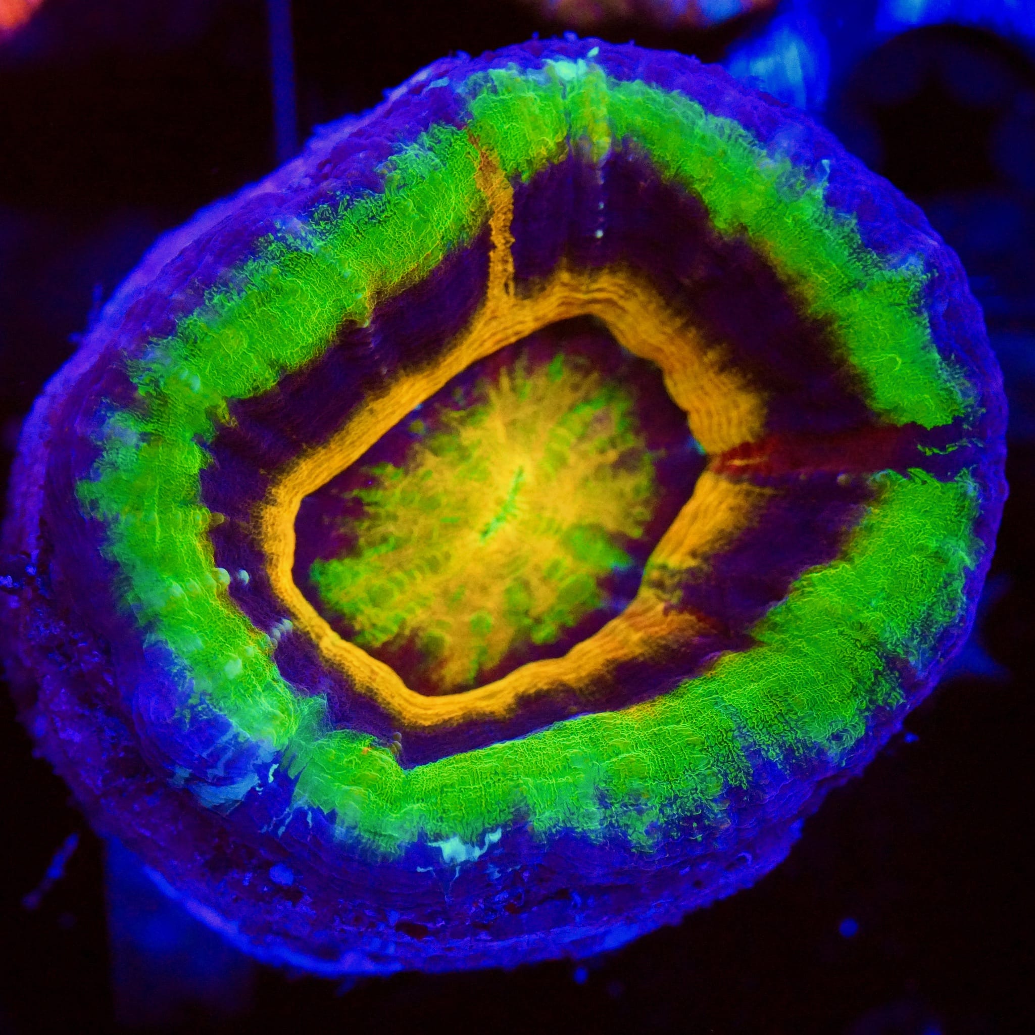 Master UFO Scolymia Coral