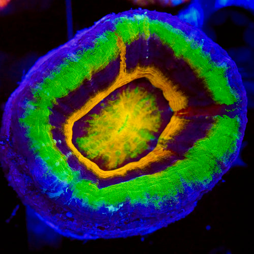Master UFO Scolymia Coral