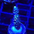 Mattv Midnight Madness Acropora Coral