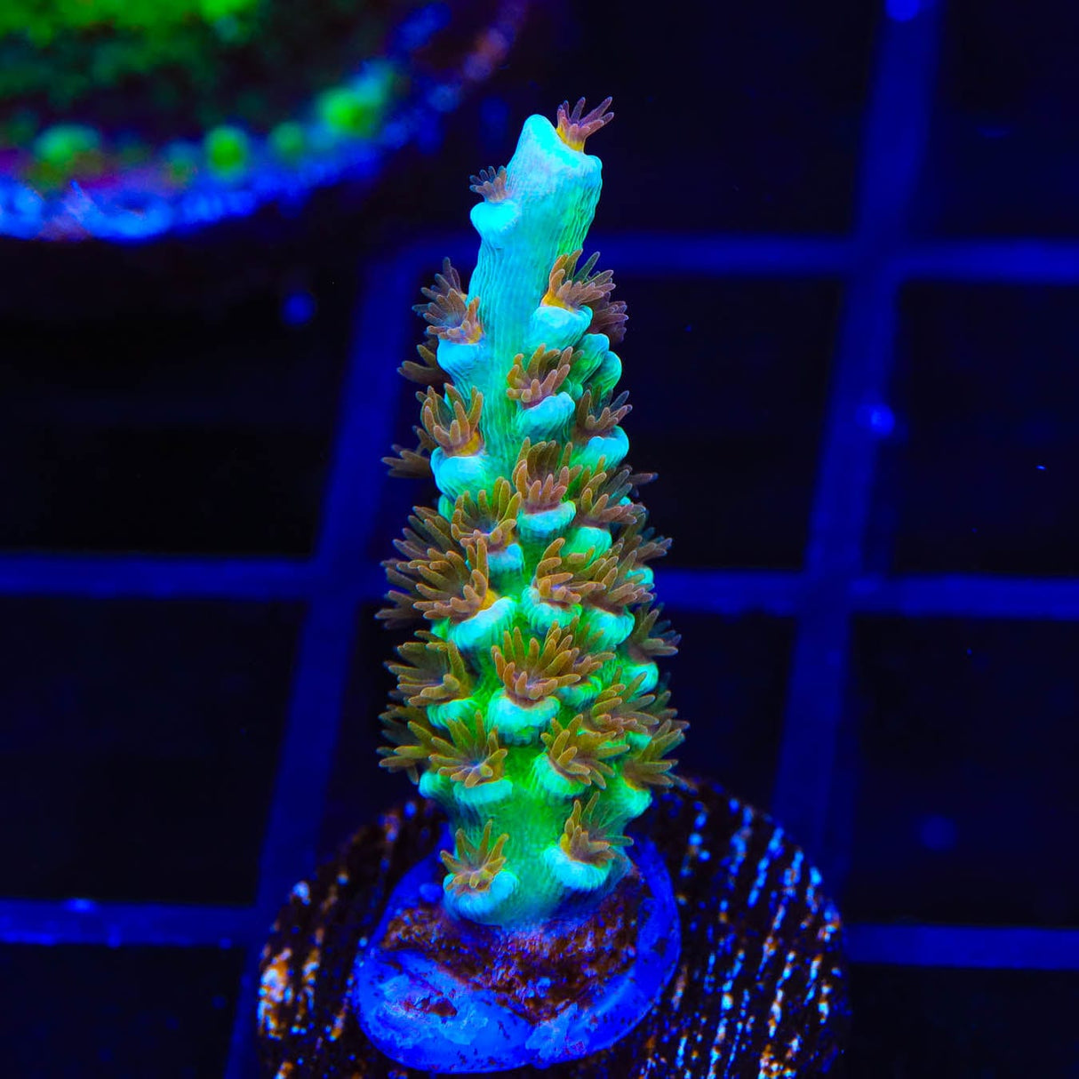 MattV Ultimate Orange Passion Acropora Coral