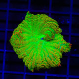Maui Wowi Mushroom Coral