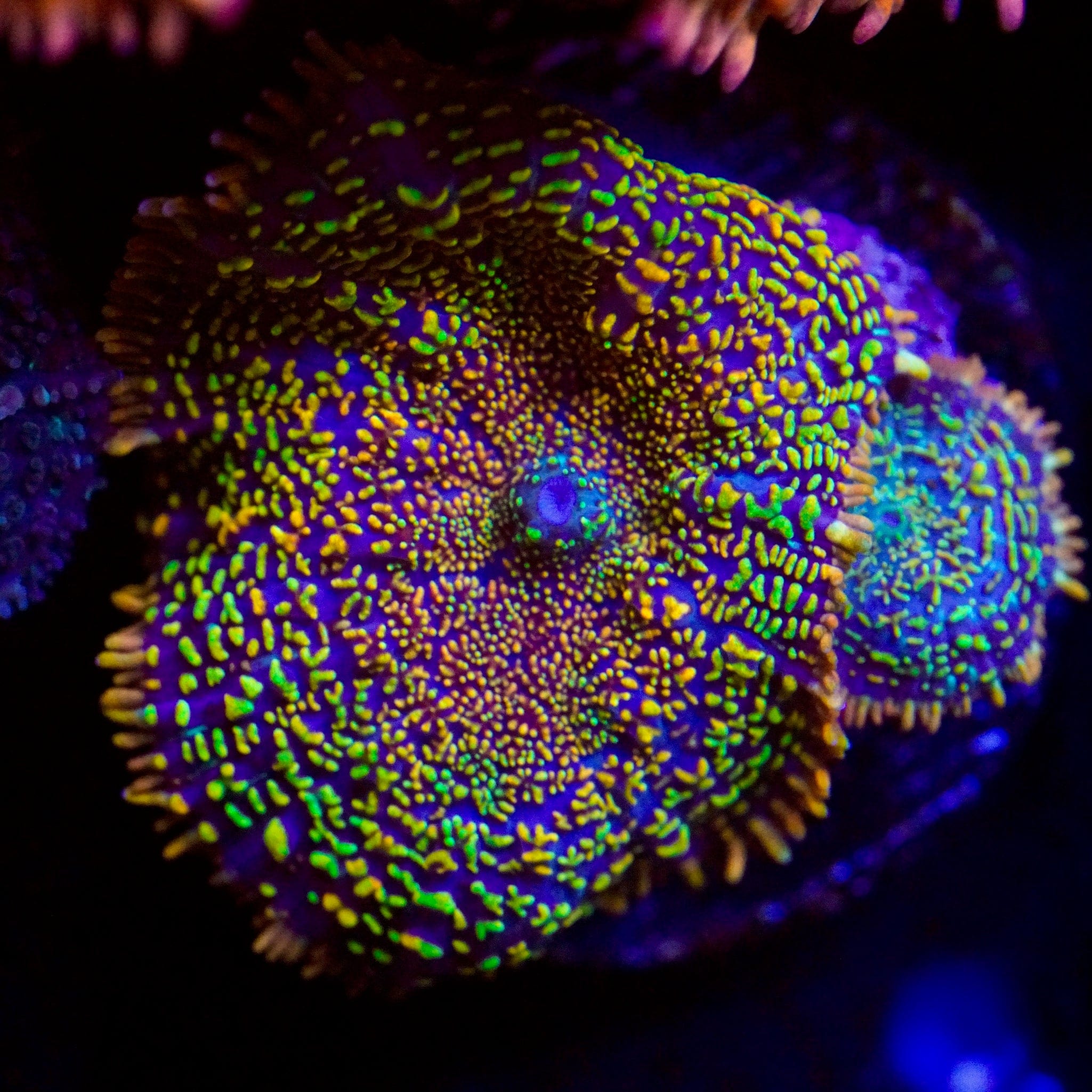 MAui Wowi Rhodactis
