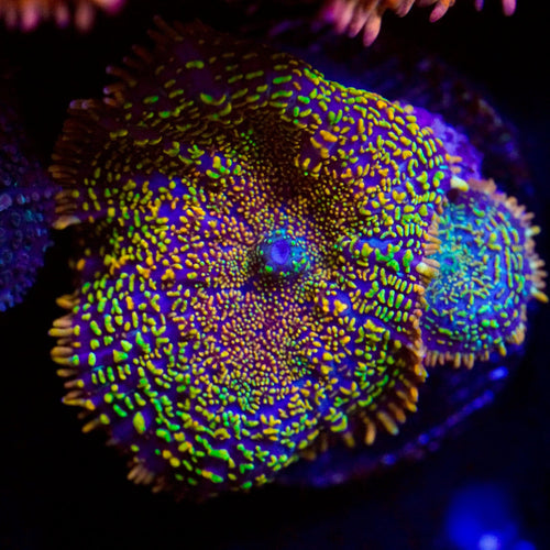 MAui Wowi Rhodactis