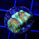 Mayan Sun Favia Coral