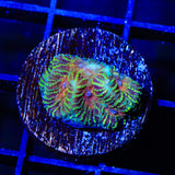 Mayan Sun Favia Coral