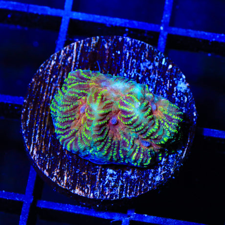 Mayan Sun Favia Coral