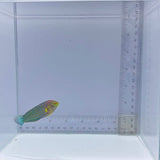 Melanarus Wrasse (Halichoeres melanurus)