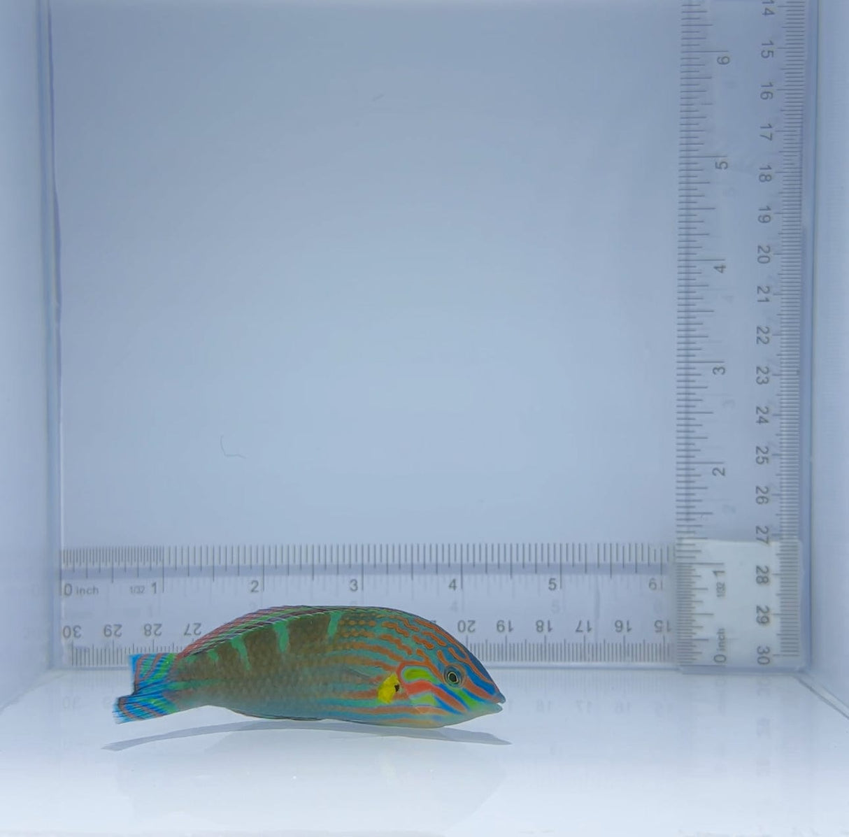 Melanurus Wrasse Fish