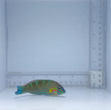 Melanurus Wrasse Fish