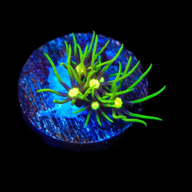 Metallic Green Center Star Polyp Coral – Top Shelf Aquatics