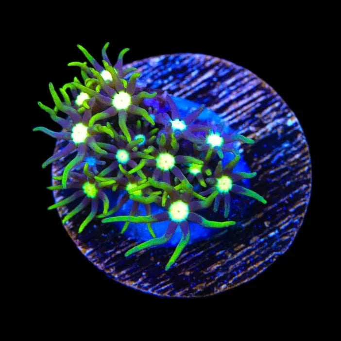 MARINE POLYCRYSTAL PREMIUM 2本セット Metallic Green Center Star Polyp Coral – Top Shelf Aquatics