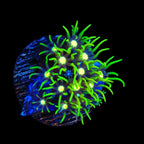 Metallic Center Green Star Polyps Coral