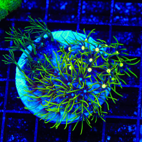 Metallic Center Green Star Polyps Coral