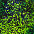 Metallic Green Center Star Polyp Coral