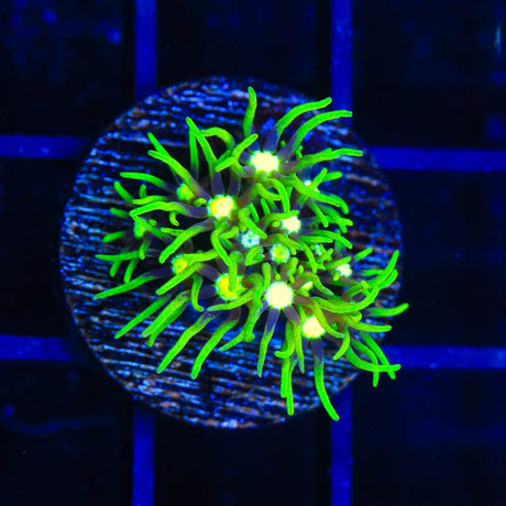 Metallic Green Center Star Polyp Coral