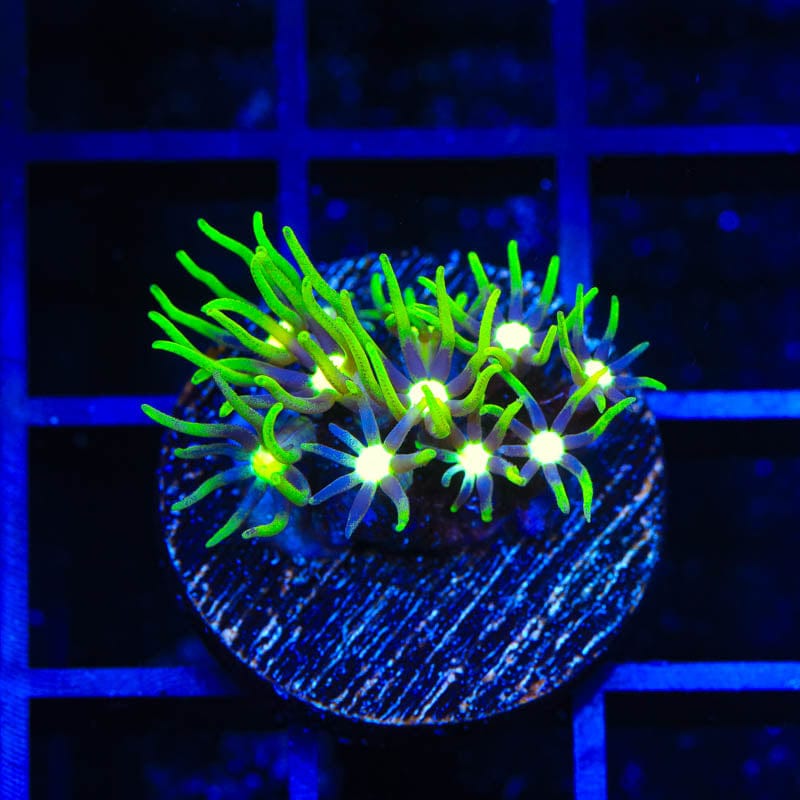 Metallic Green Center Star Polyp Coral