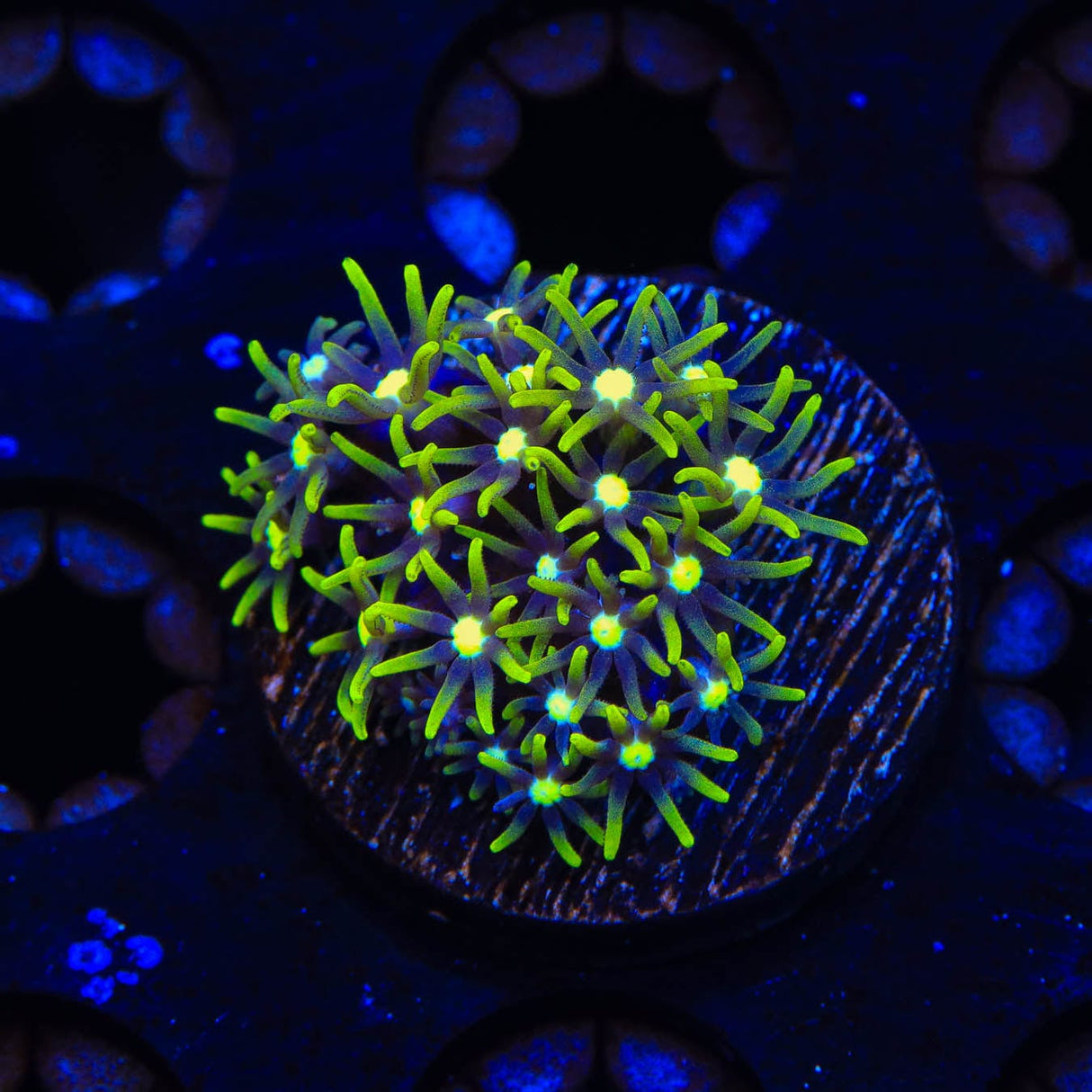 Metallic Green Center Star Polyps Coral