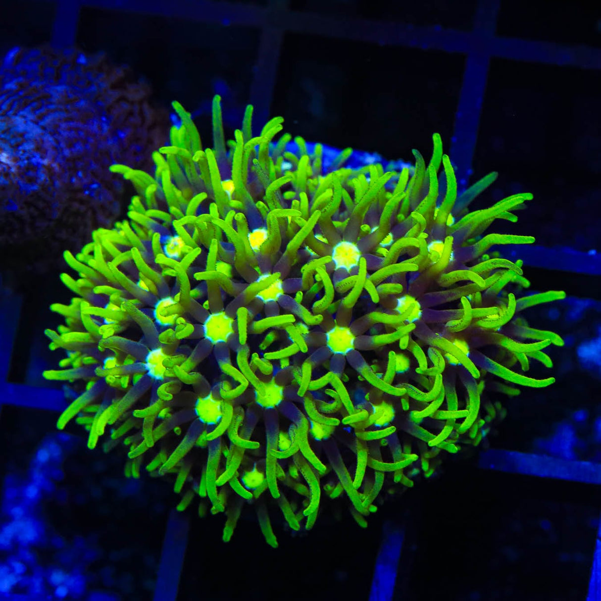 Metallic Green Center Star Polyps Coral