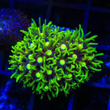 Metallic Green Center Star Polyps Coral