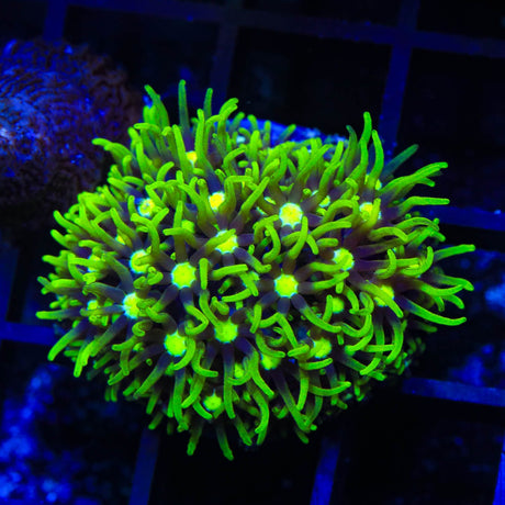 Metallic Green Center Star Polyps Coral