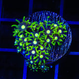 Metallic Green Center Star Polyps Coral
