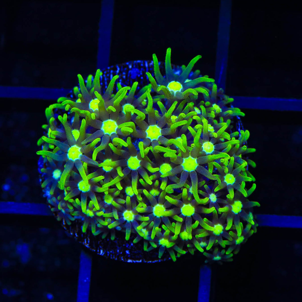 Metallic Green Center Star Polyps Coral