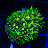 Metallic Green Center Star Polyps Coral