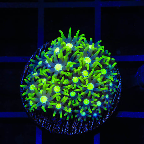Metallic Green Center Star Polyps Coral
