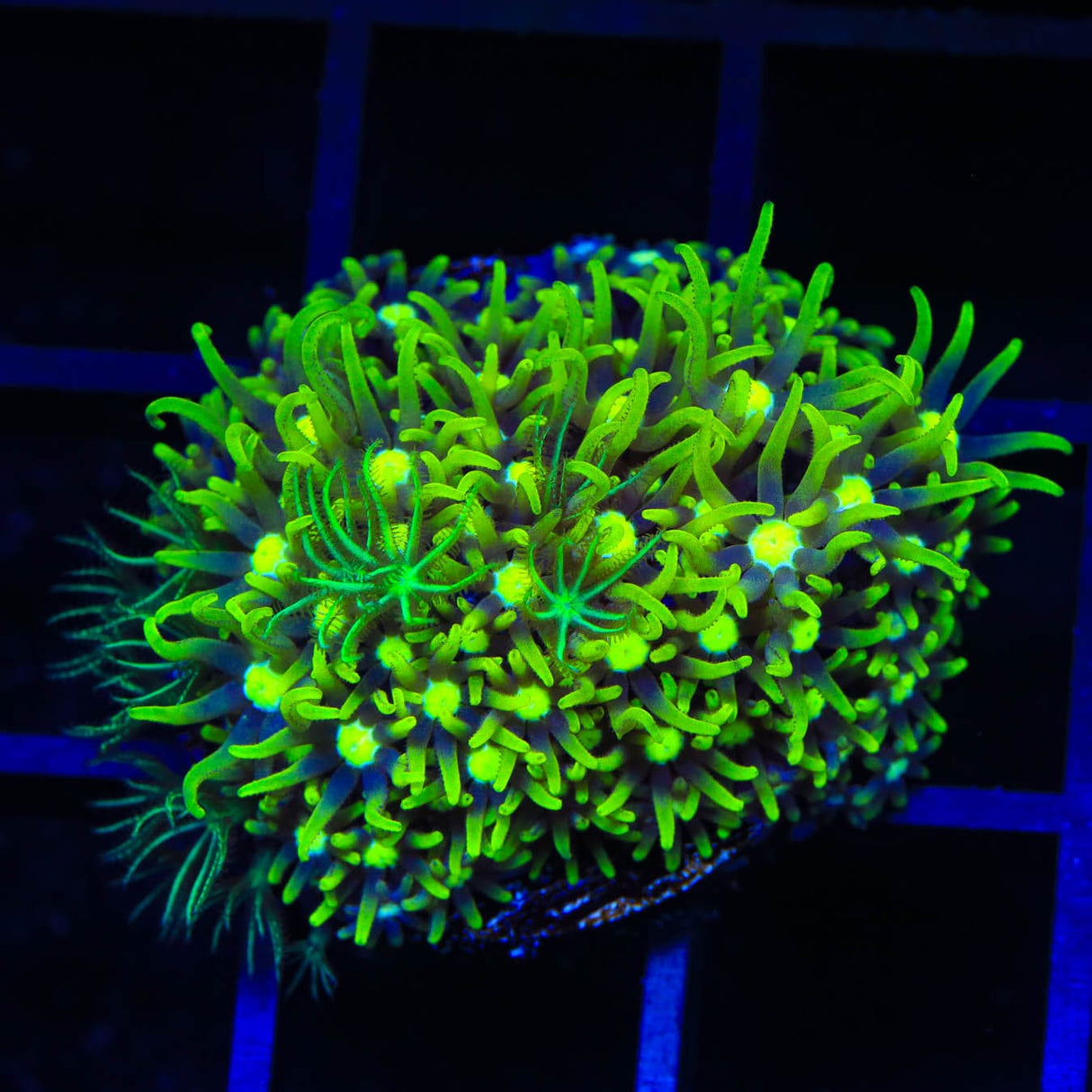 Metallic Green Center Star Polyps Coral