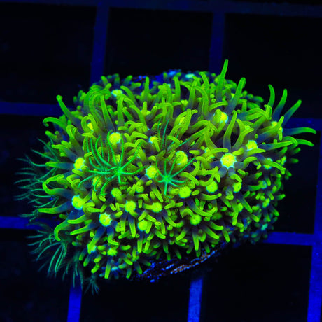 Metallic Green Center Star Polyps Coral
